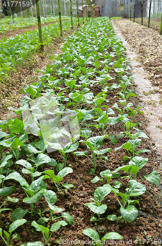 Image of Vegetable Farms in Cameron Highlands