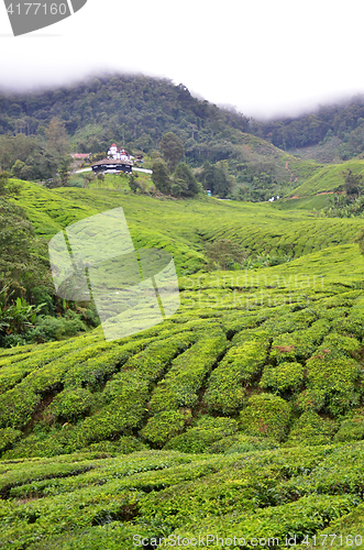 Image of Tea Plantation in the Cameron Highlands in Malaysia