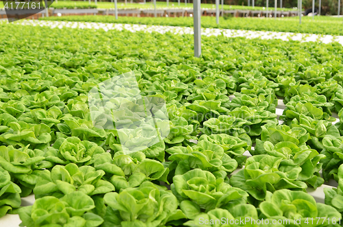 Image of Commercial greenhouse soilless cultivation of vegetables