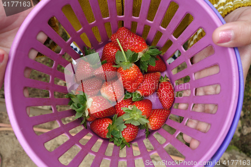 Image of Fresh red strawberry in a basket