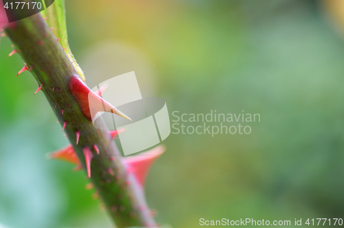 Image of Rose thorns in the farm