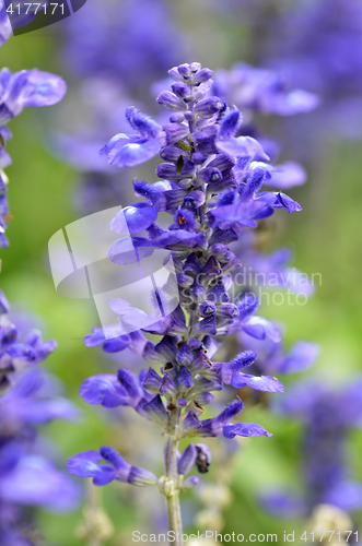 Image of Blooming blue bugleweeds Ajuga