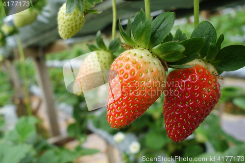 Image of Fresh strawberries that are grown in greenhouses