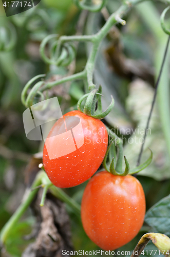 Image of Fresh red tomatoes