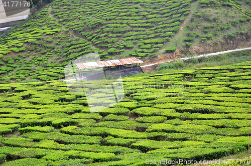 Image of Tea Plantation in the Cameron Highlands in Malaysia