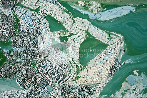 Image of Blue-green algae on a lake in denmark