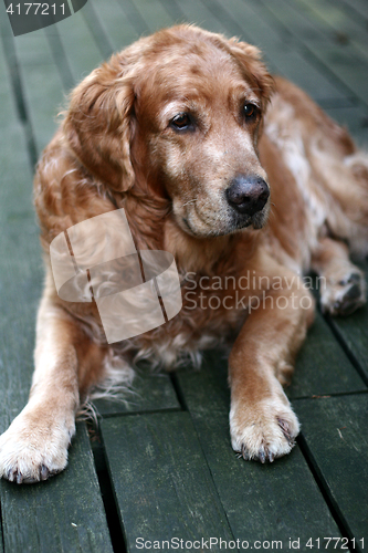 Image of dog golden retriever