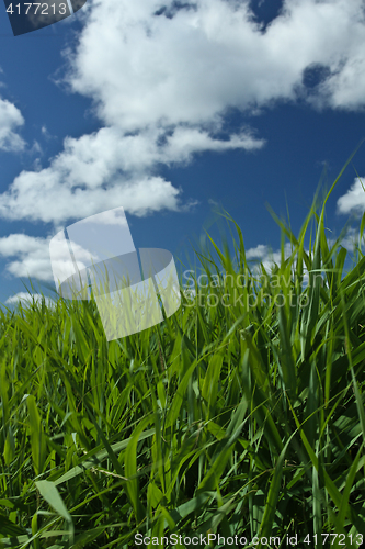 Image of Green grass and blue sky 