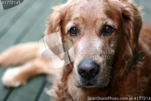 Image of dog golden retriever