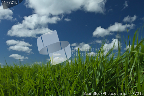 Image of Green grass and blue sky 