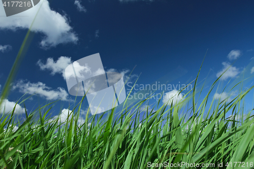 Image of Green grass and blue sky 