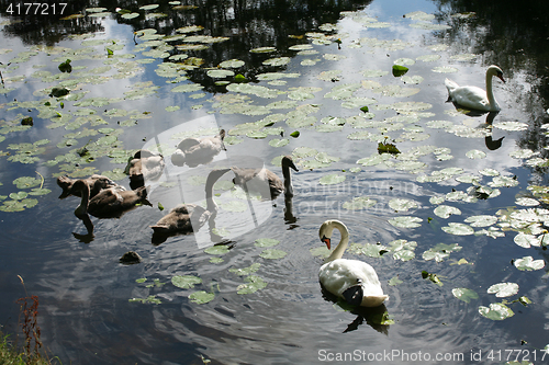 Image of swans