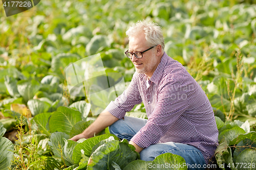 Image of senior man growing white cabbage at farm