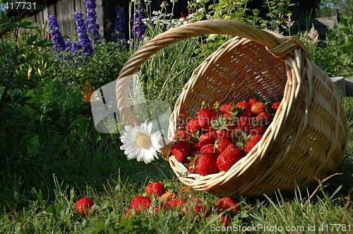 Image of The harvest of the strawberries.