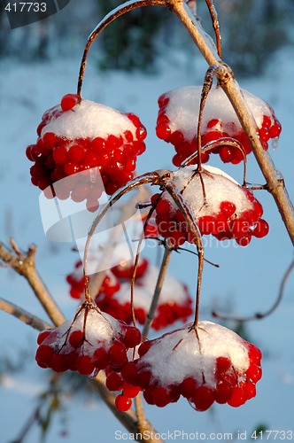 Image of The viburnum in snow