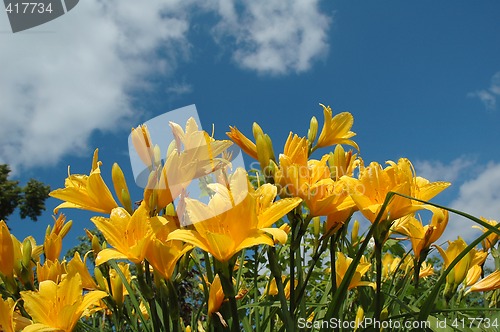 Image of Yellow day-lily