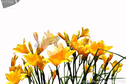 Image of Yellow daylilys. isolated