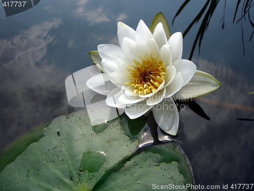 Image of Water lily