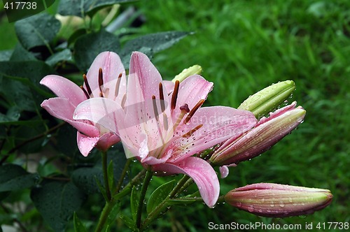 Image of Pink lilies after a rain