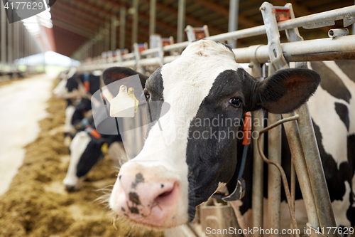 Image of herd of cows eating hay in cowshed on dairy farm