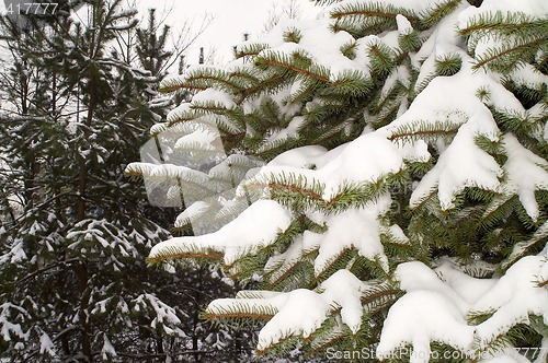 Image of  snowy spruce in winter scenery