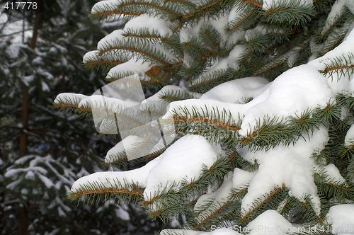 Image of  snowy spruce in winter scenery