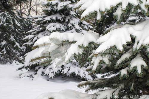 Image of  snowy spruce in winter scenery