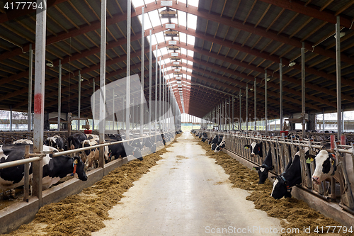 Image of herd of cows eating hay in cowshed on dairy farm