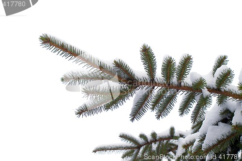 Image of  snowy spruce twig in winter.