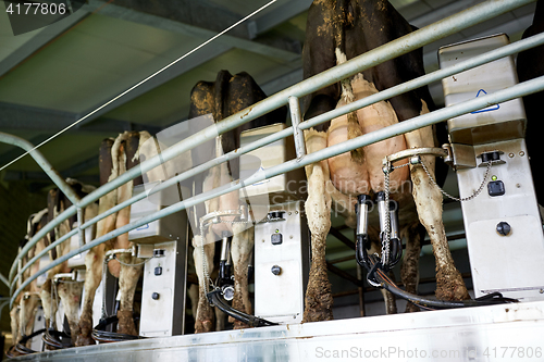 Image of cows and milking machine at rotary parlour on farm