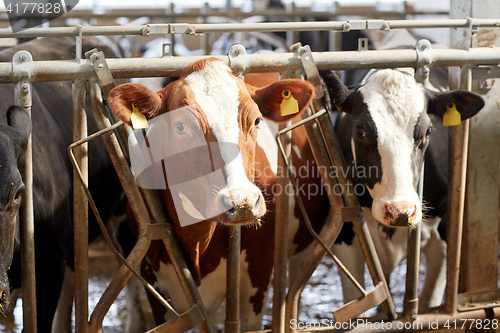 Image of herd of cows in cowshed on dairy farm