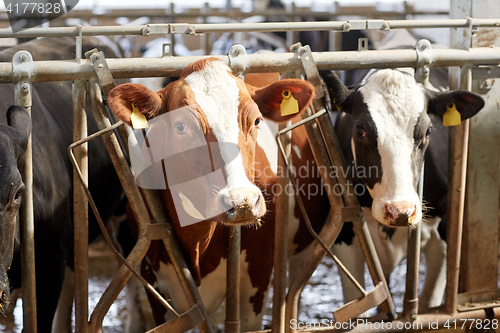 Image of herd of cows in cowshed on dairy farm