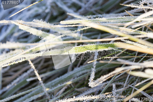 Image of green grass in the frostX