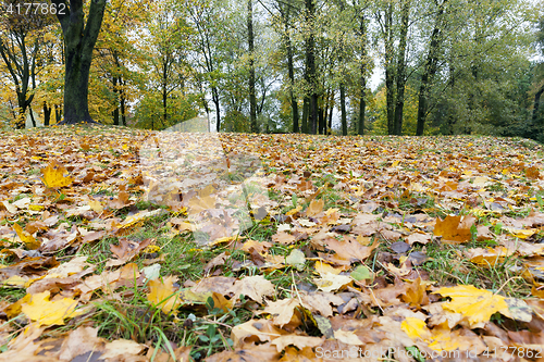 Image of yellowed maple trees in autumn