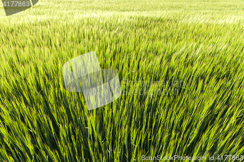 Image of Field with cereal