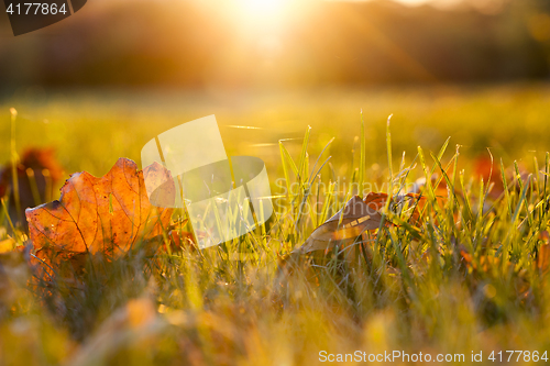 Image of fallen leaves of a maple