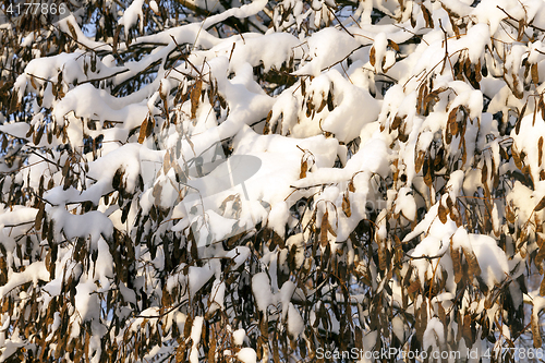 Image of trees under snow