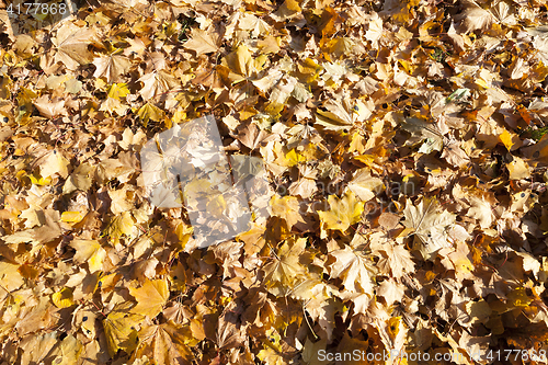 Image of The fallen maple leaves