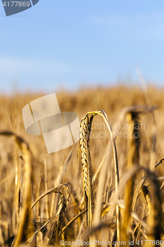 Image of wheat field, close-up