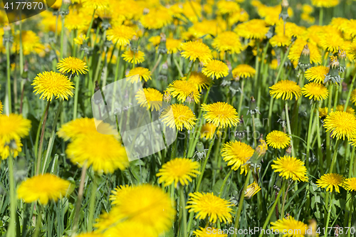 Image of yellow dandelions in spring