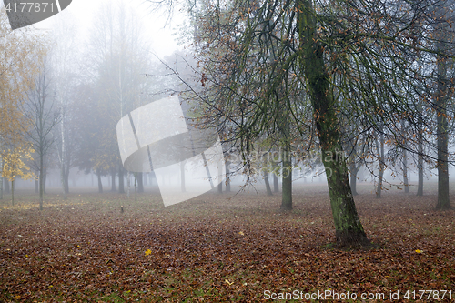 Image of Fog in autumn season
