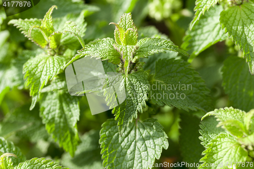 Image of Young green nettle