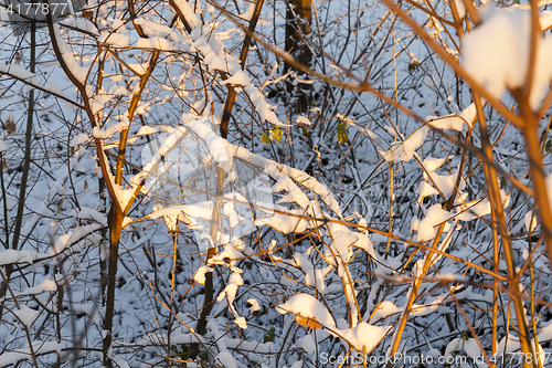 Image of trees in the snow