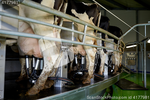 Image of cows and milking machine at rotary parlour on farm