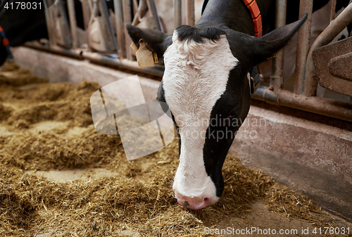 Image of cow eating hay in cowshed on dairy farm
