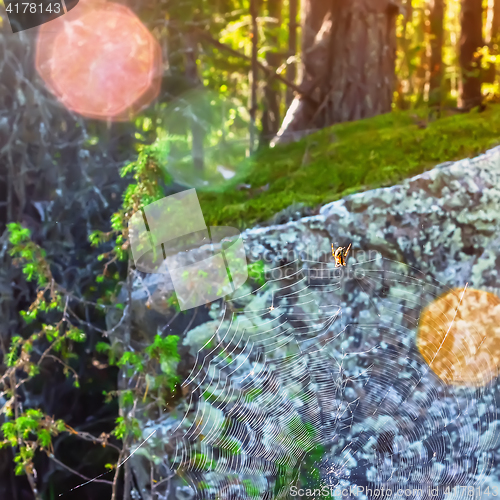 Image of Spider On The Web In Forest