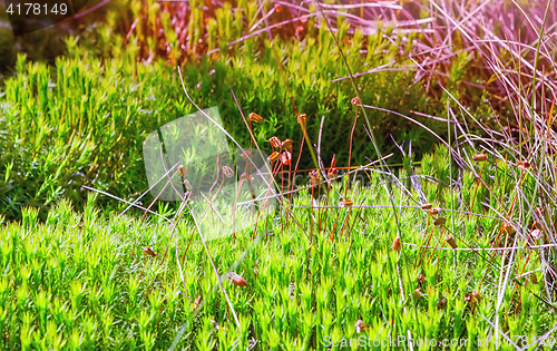 Image of Green Moss With Boll Closeup