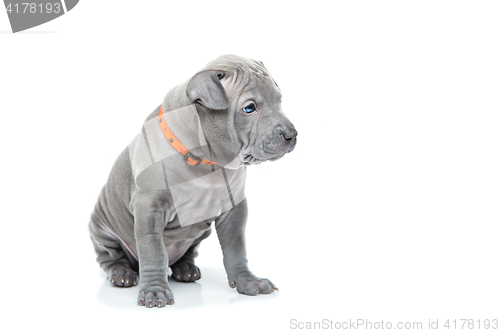 Image of Thai ridgeback puppy isolated on white