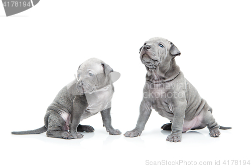 Image of Two thai ridgeback puppies isolated on white