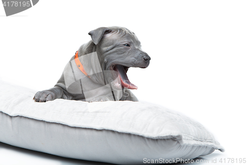 Image of Thai ridgeback puppy isolated on white